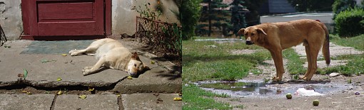Rumaenien Cluj Hunde