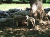Radtour mit Schaf