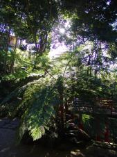 Grünes Dickicht im Jardim Tropical Monte Palace