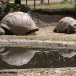 Schildkröten im Schildkrötenpark (wo sonst).